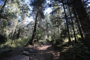 The trail through the Mexican pine forest