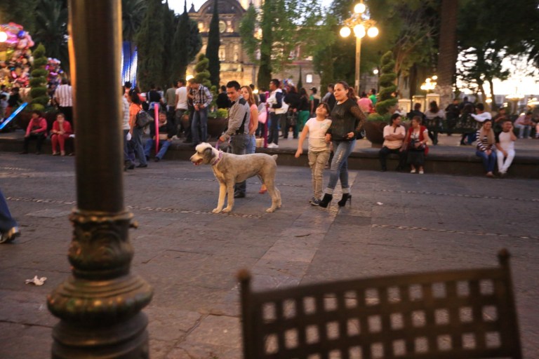 Contrary to a lot of ideas, Mexicans definitely treat their dogs as family members.  Not in all cases, but very frequently.