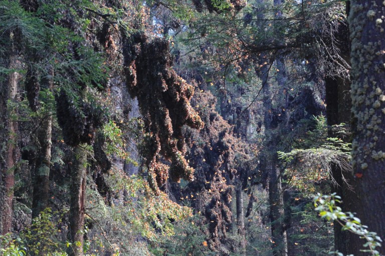 Everything that looks like it's orange is a butterfly