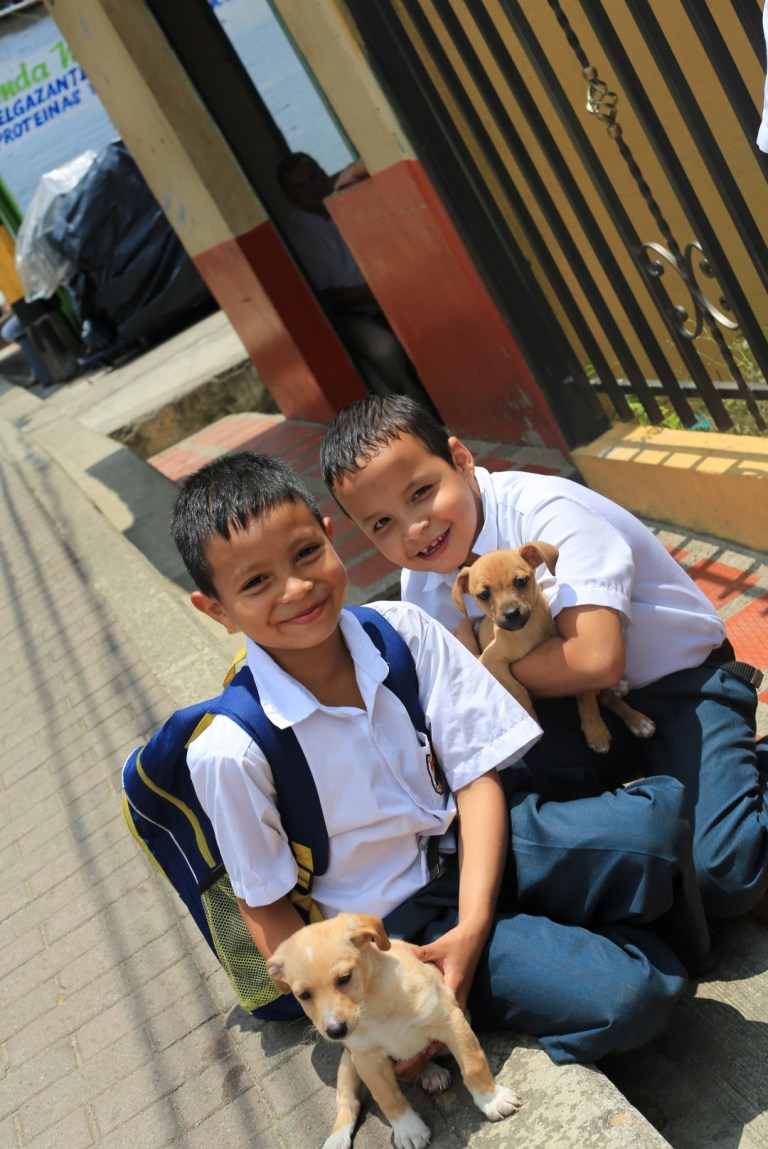 The best looking stray dogs on the planet