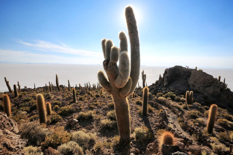 Past the cactus is a sea ... of salt