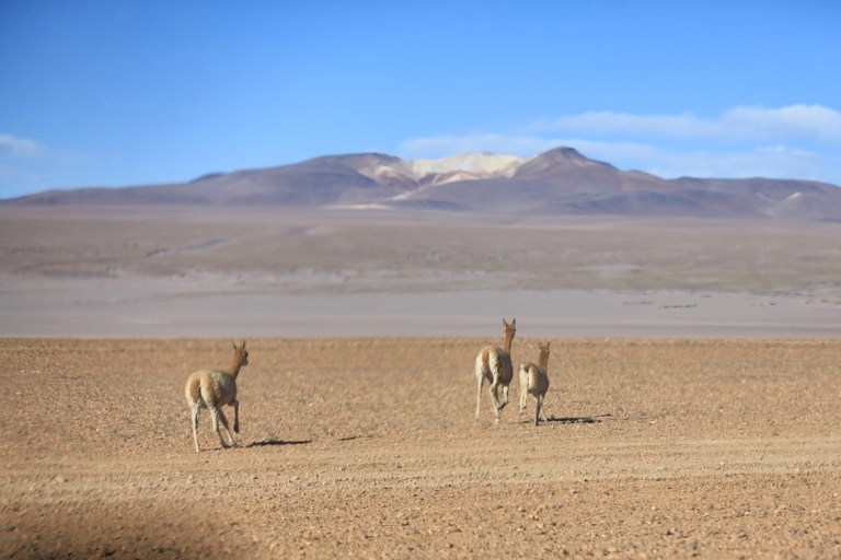 These are Vicuna - wild relatives of Llamas that won't allow themselves to be domesticated - they simply let themselves die.  Be free guys!