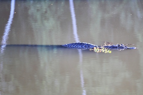 This caimen had carefully (or not so carefully) hidden himself.