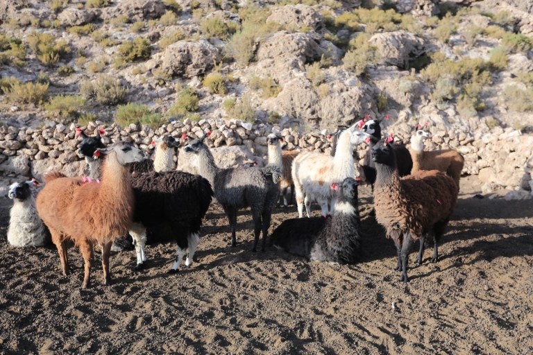 The llamas like to pose for group shots.  No one got spit on although Katie kept talking about it.