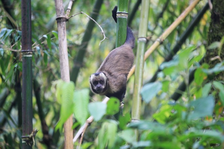 There were monkeys everywhere.   We saw so many monkeys that it just became a normal thing.  This was the very first one I saw.