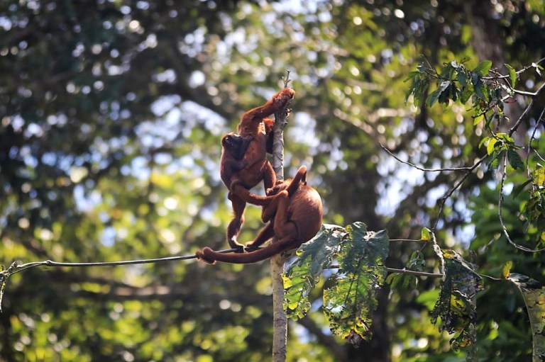 Another photo with the baby monkey