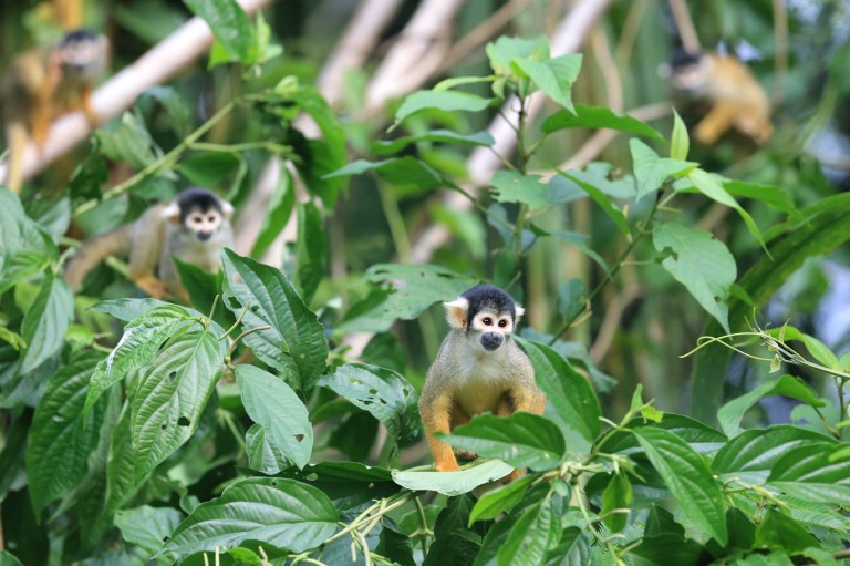 The monkey family once again ....