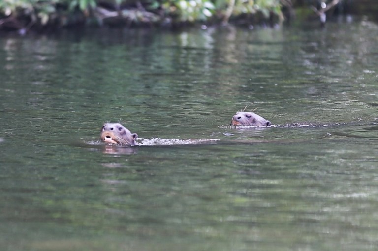 Nasty fellas - river otters - not happy with our presence!