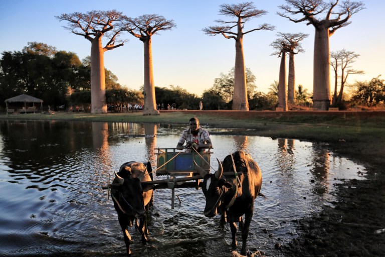 A zebu cart drives past teh baobabs