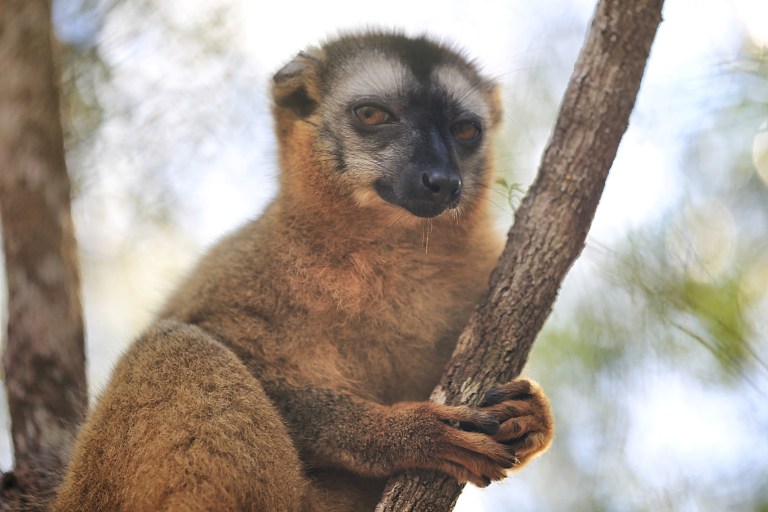 This brown lemur is telling us we ain't in Kansas no more.