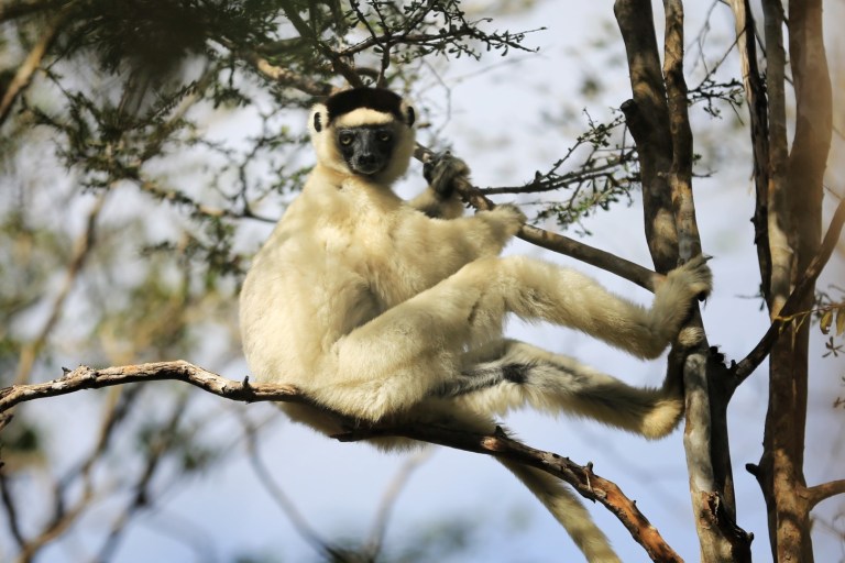 Objectively cuter and softer than a monkey