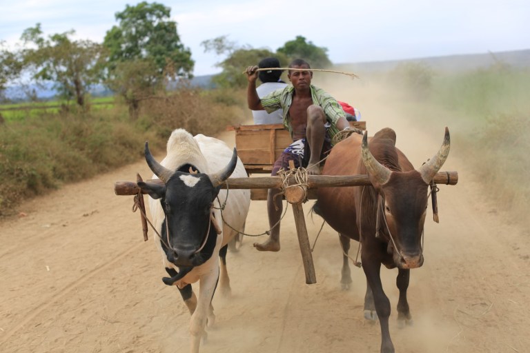 A zebu cart and driver