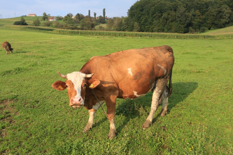 Cow says: "What you lookin for Mark?  A brown field in Slovenia?  Not gonna find it"