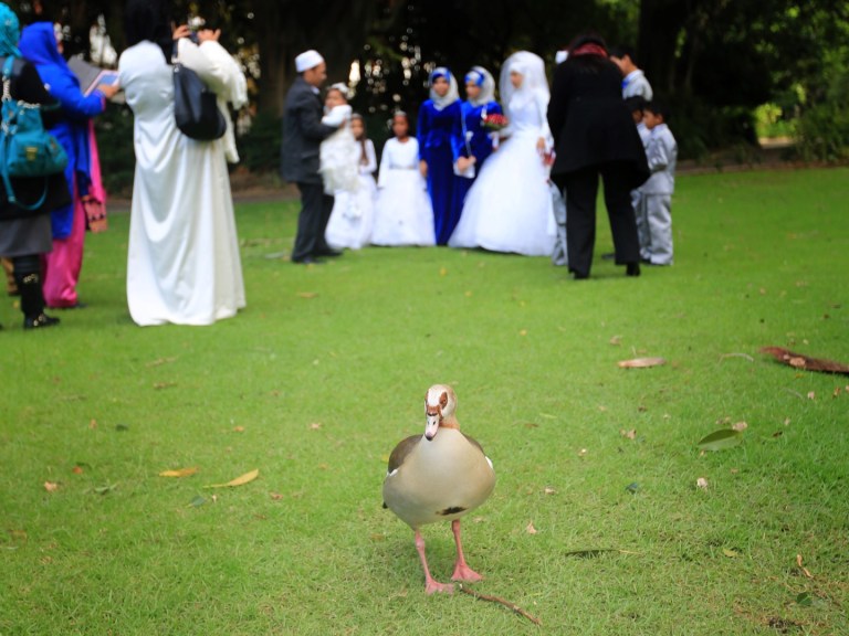 Once again, the duck