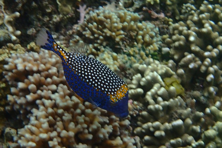 Such a colorful fish in the snorkel world!