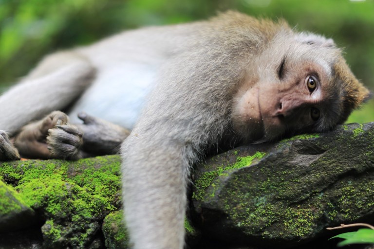 Maybe this monkey is tired of tourists?  Or maybe not!