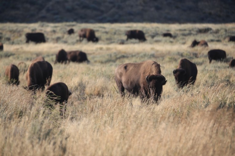 There were probably at least 100 of them.