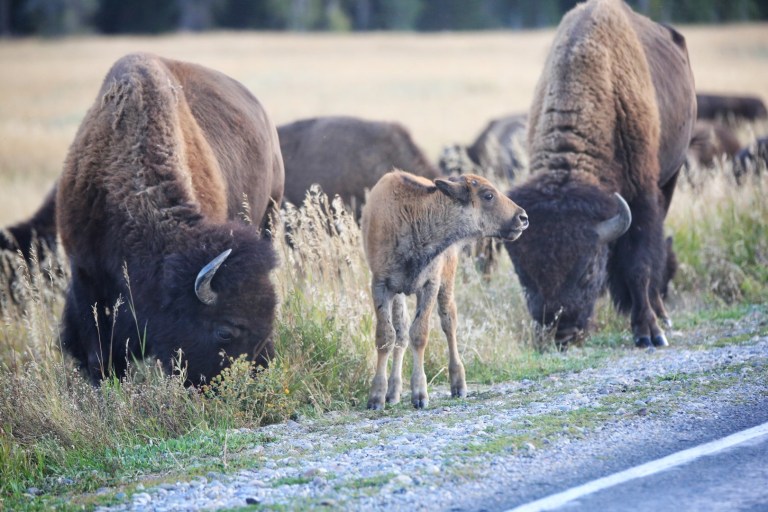 Watch out - bison crossing