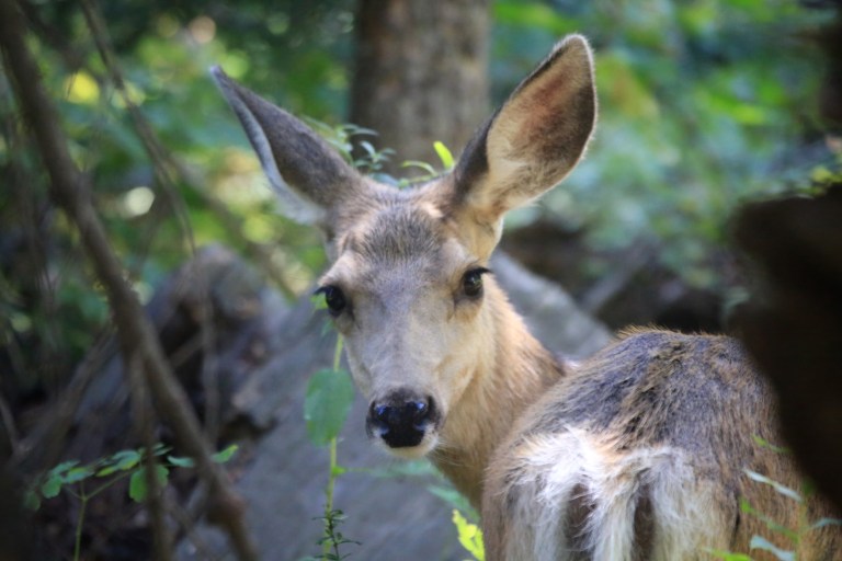 Hello there little deer!
