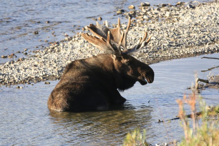 Lazy moose cooling down in the Snake river.