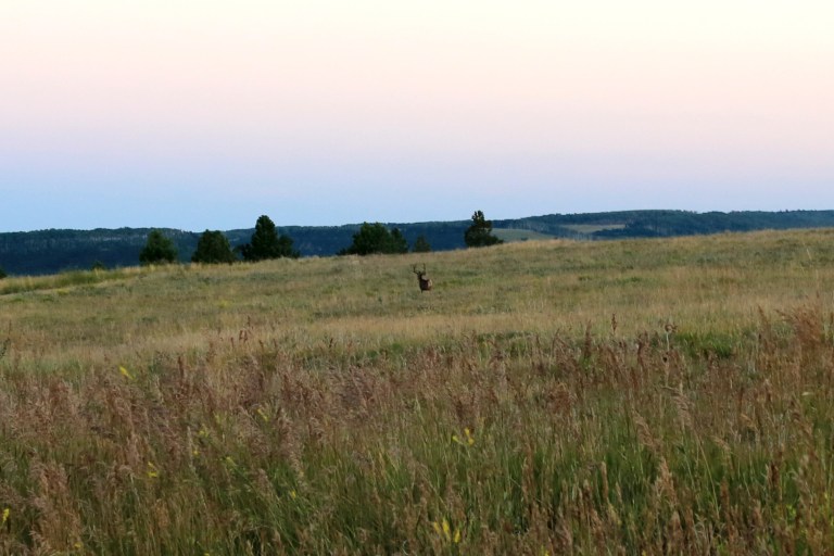 An elk in the front yard ...