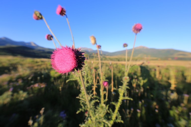 It's beautiful but I guess it's totally invasive!