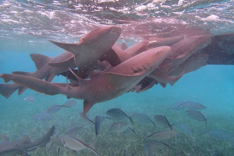 A gaggle of nurse sharks to snorkel with