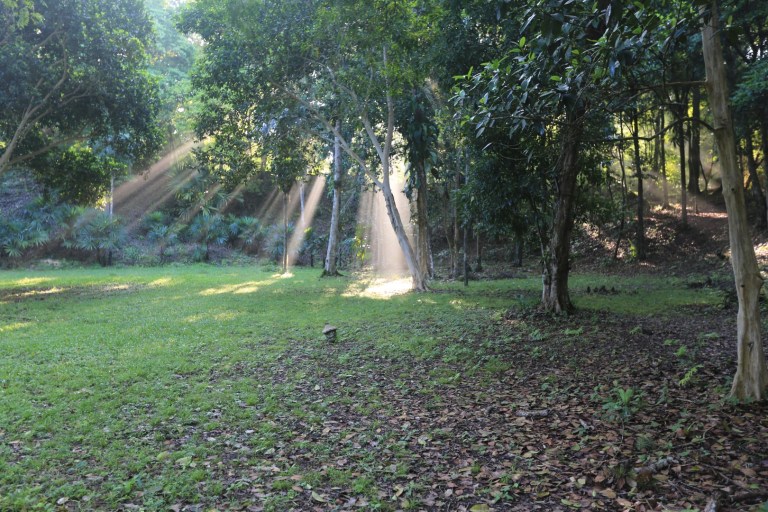 Movie style lighting affect in the jungle!