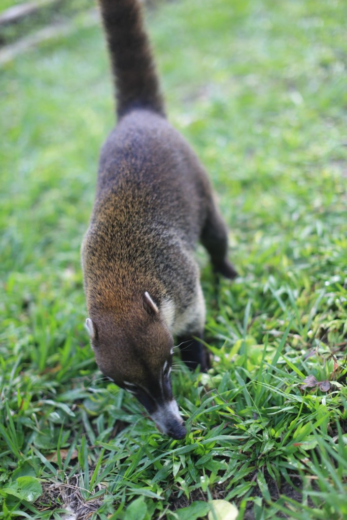 This cute animal is a Coati - super tame!