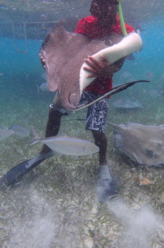 Pet the sting ray!