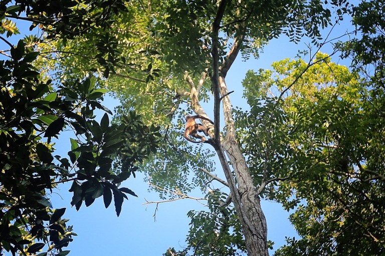 Spider monkeys - they don't howl but they play!