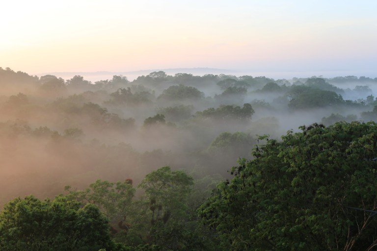 The cloudy mist over the jungle