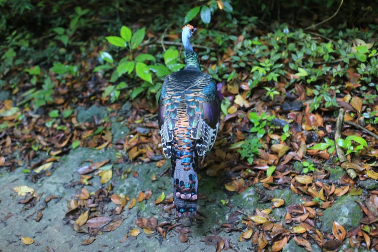 Beautiful feathers on this wild turkey!
