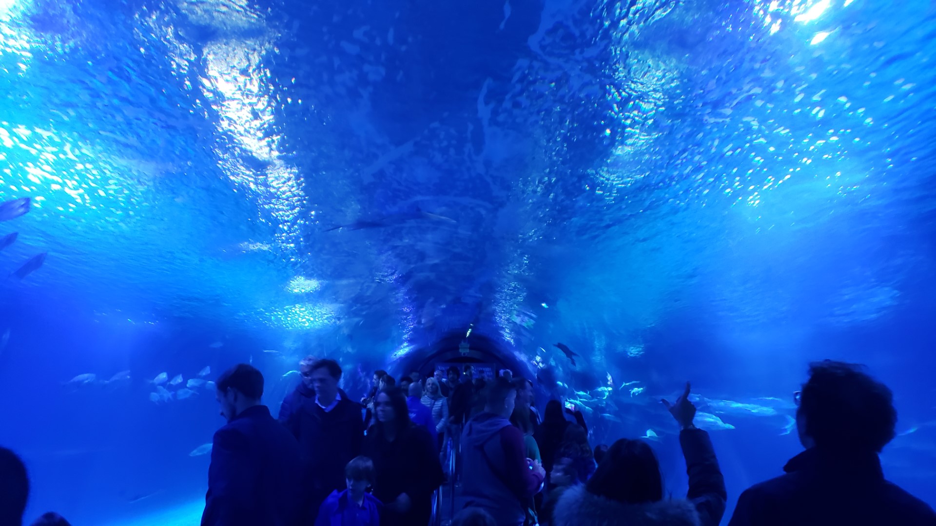 In the shark tunnel at the Oceanografico
